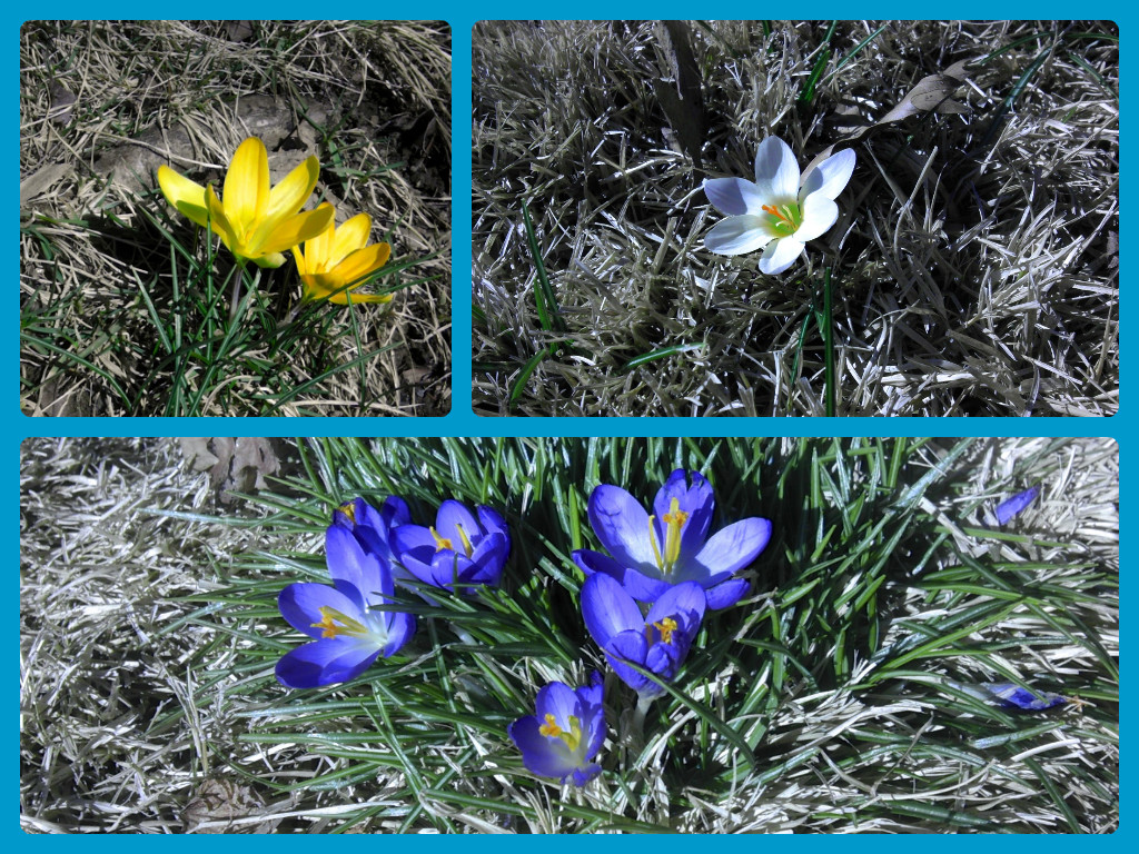 Flowers blooming marks the start of spring.