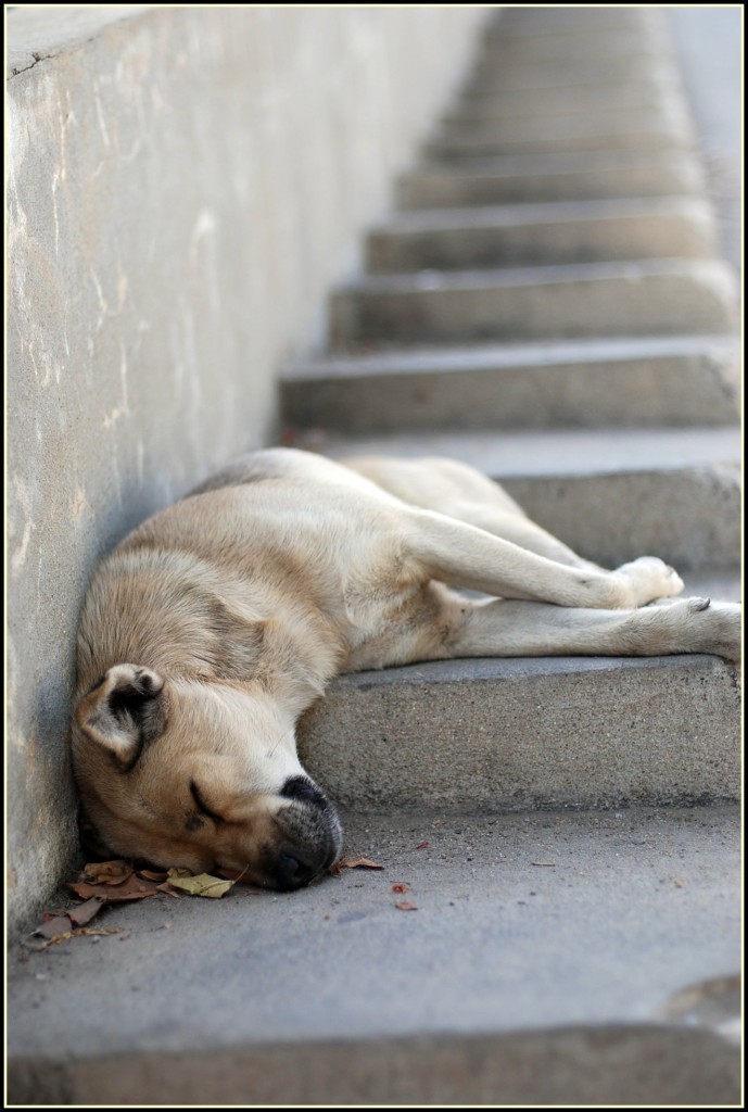 dog sleeping on stairs
