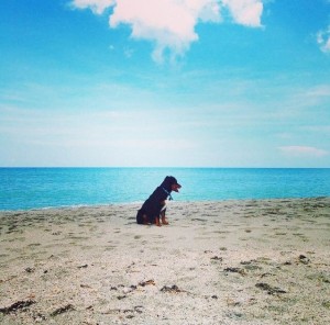 black dog sitting on a beach