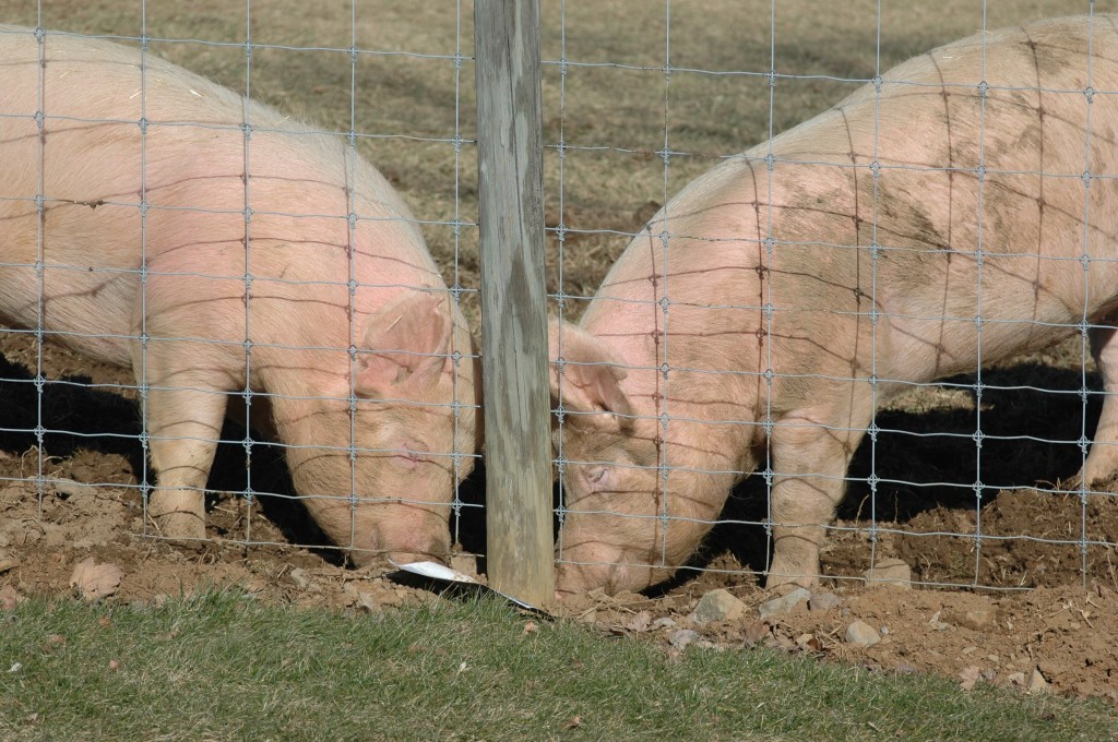 Twin pigs