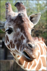 image of Giraffe, by Chris Wieland